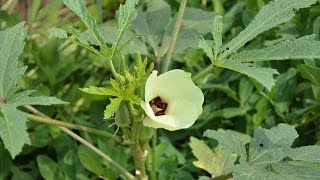 Ladyfinger(Okra) Farming (भिड़ी की खेती) ) In Baatein Kheti Ki - On Green TV