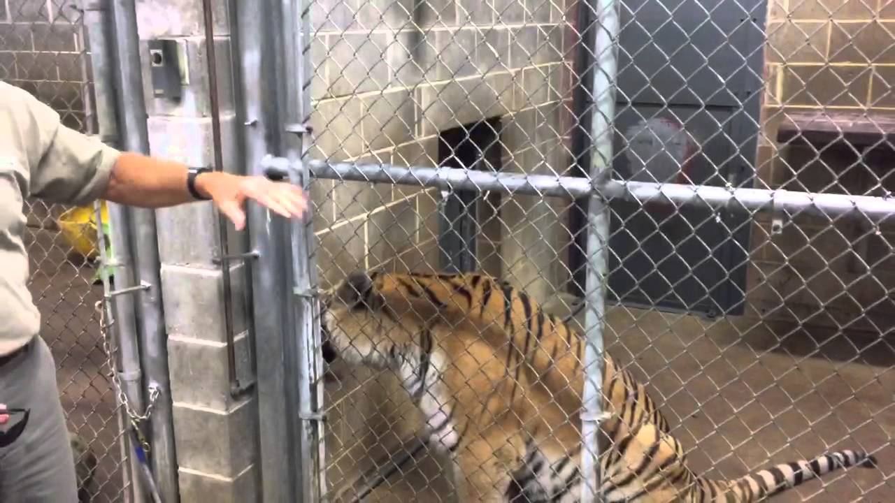 Behind the scenes with Steve Bircher at the St. Louis zoo - YouTube