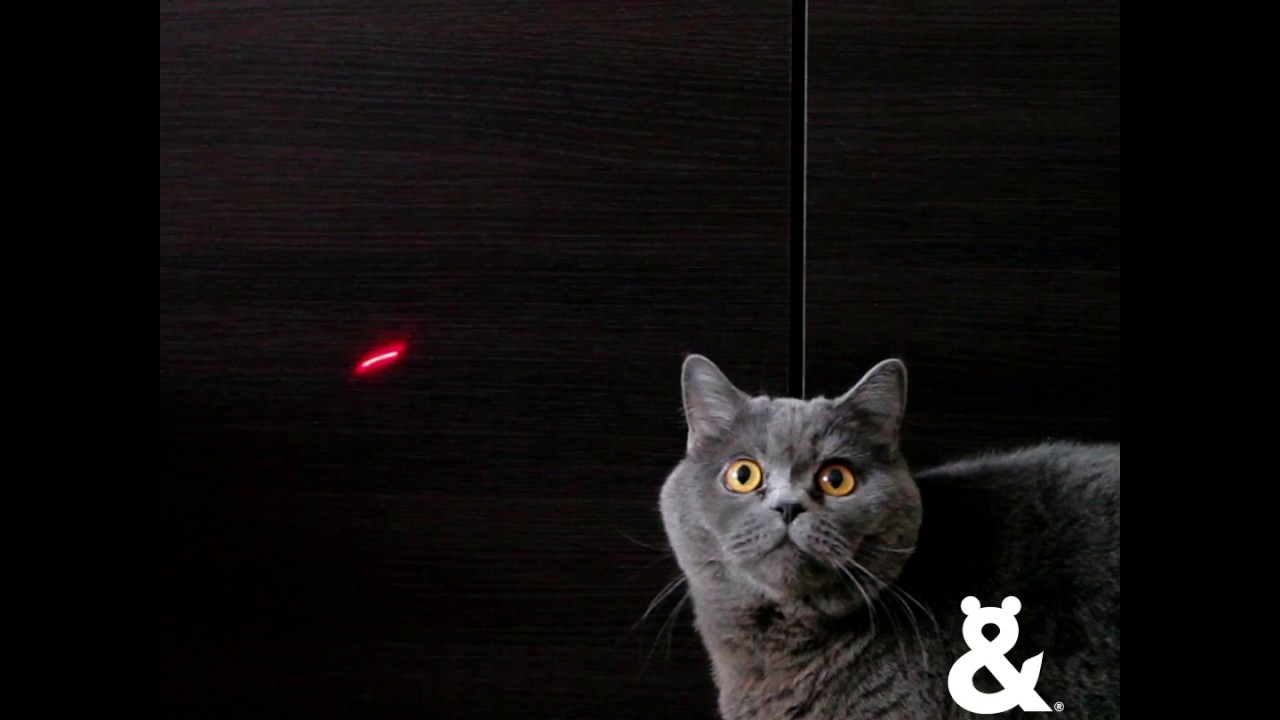 kmart cat laser toy