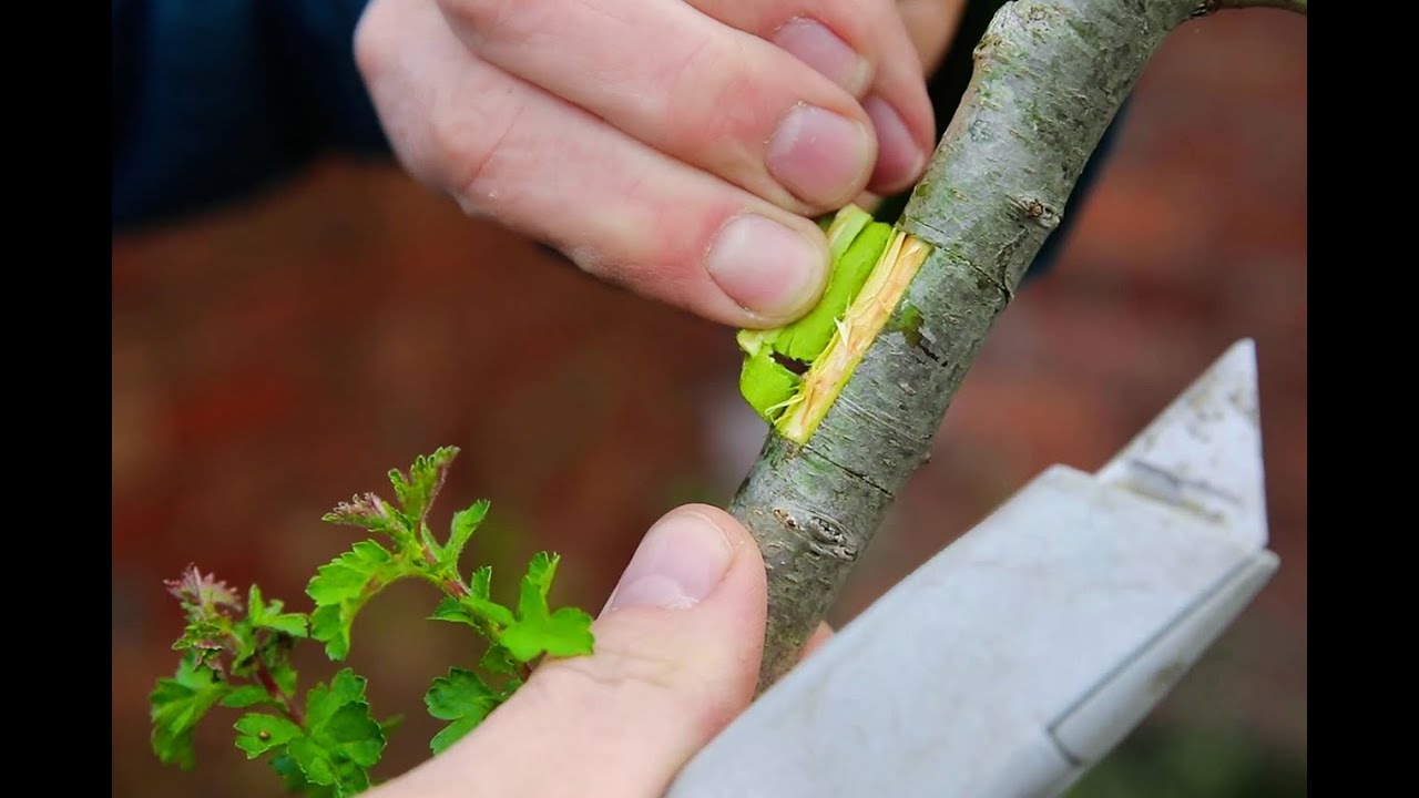 Air layering a hawthorn to create two bonsai trees