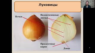 Видоизменения побегов   6 класс