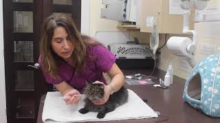 How To Syringe Feed Your Cat by Downtown Toronto Cat Clinic 1,945 views 5 years ago 1 minute, 7 seconds