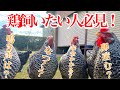 【ペット】にわとり飼おうか迷っている方必見！疑問解消します！