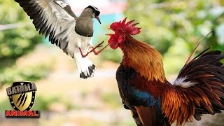 Batalla de un Gallo vs Pajaro |  Rooster vs Bird battle | Batalla Animal 2016