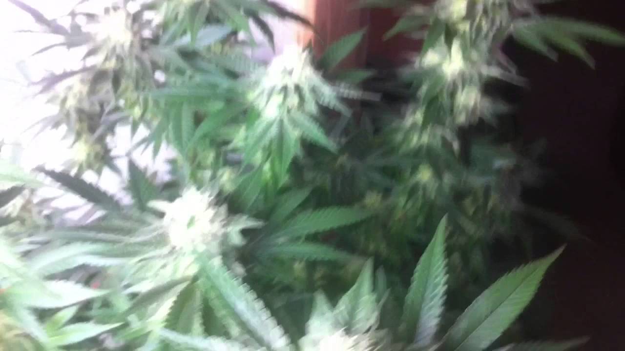 Moby Dick At 5 Weeks