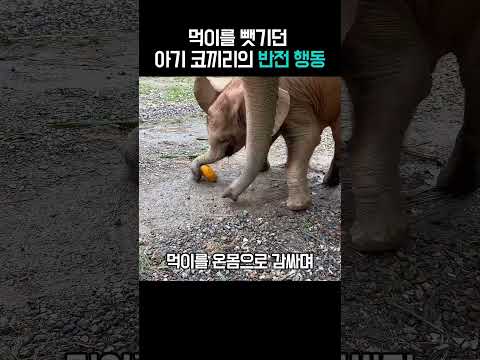 아기코끼리의 반전행동 #직장인공감 thumbnail