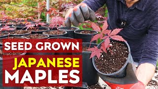 Seed Grown Japanese Maple Trees are BEAUTIFUL | Re-potting & Care screenshot 4