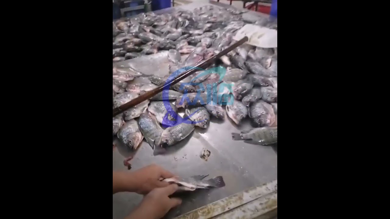 tilapia gutting machine, automatic fish cleaning machine, tilapia gutting machine, tilapia fish