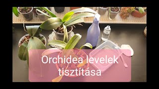 Orchidea gondozás | Orchideák tisztítása, portalanítása házilag