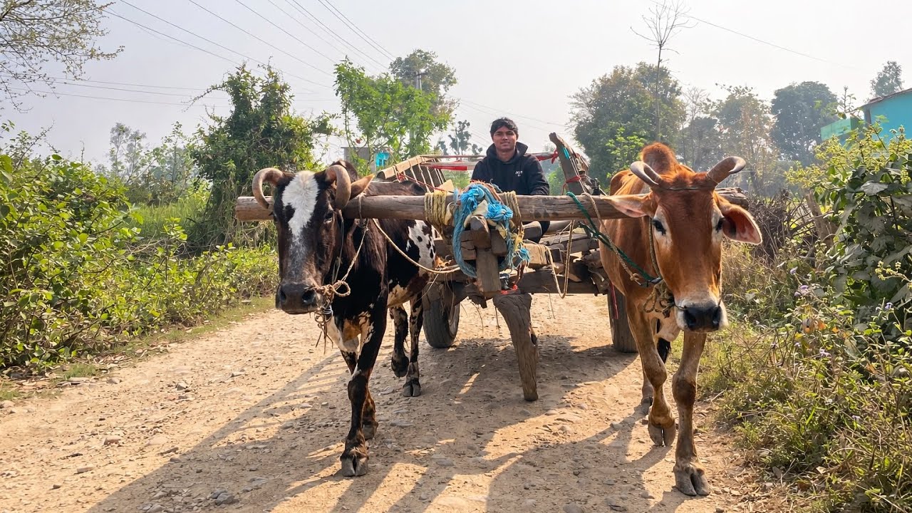 First time  ￼ Belgadi chal aaya Maine  🥰￼