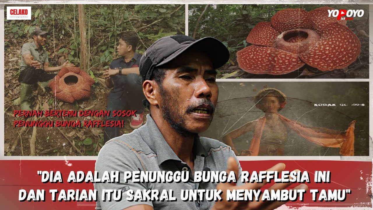 LANGKA! MEKARNYA BUNGA RAFFLESIA BERKELOPAK 8 DAN MITOS-MITOS DIBALIKNYA | ADA SOSOK PENARI?