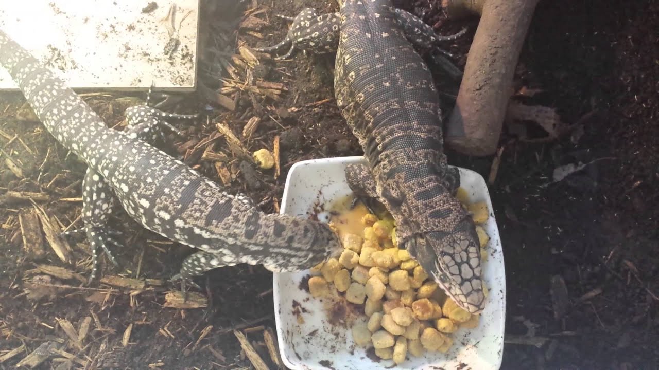 Tegus eating dog food! YouTube