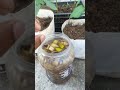 10X Growth in Single Use ! #garden #garden #gardening #fertilizer #ytshorts #shorts