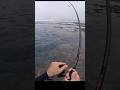 アジングロッドに大物が!#fishing#釣り#shorts