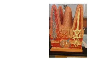 LAB MODELS DIGESTIVE SYSTEM 2