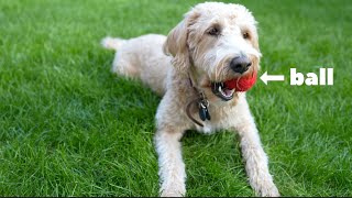 Playing with a ball in the sun!