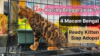 Review 4 macam Bengal di Aksara Cats Jogja ❤ Ready Kitten Harga 'Mahasiswa'