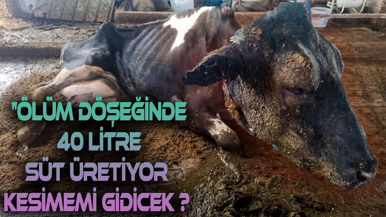 Zeynep Ne durumda Diye Merak Edenler İçin Son Durumu