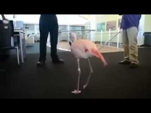 Garza bailando Joropo - YouTube