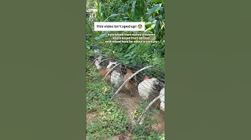 Let the chicken run! 🤯 #poultry #chickenfarming