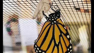 The Amazing Monarch Metamorphosis