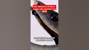 "3 Ular Paling Mematikan di Dunia! Jangan Pernah Dekati yang Terakhir!" #Shorts #infakmen