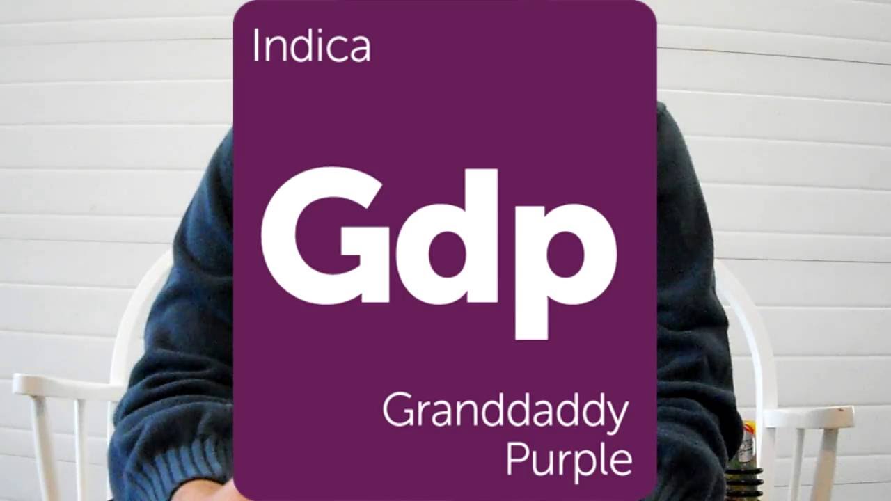 Curaleaf Grand Daddy Purple Review (Amethyst Flower)