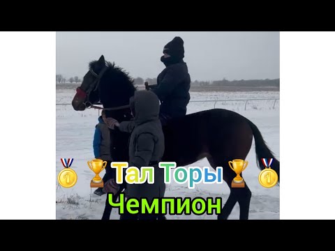 ТАЙ бәйге 2.8 км. Атақты АЙТҰЯҚТЫҢ баласы 🥇ТАЛ ТОРЫ🥇 Талдықорған қаласы 12.02.2023