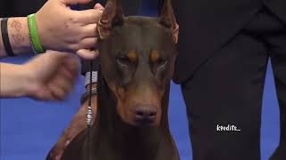 #dog The Doberman Pinscher #doberman #dobermanpinscher #dogsoftiktok #showdog