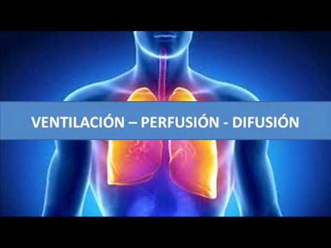 Vídeo: Diferencia Entre Perfusión Y Difusión