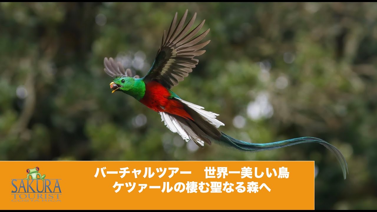 コスタリカバーチャルツアー 世界一美しい鳥 ケツァールが凄む聖なる森へ Youtube