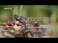 Kapuso Mo, Jessica Soho: Salagubang delicacy in Nueva Ecija