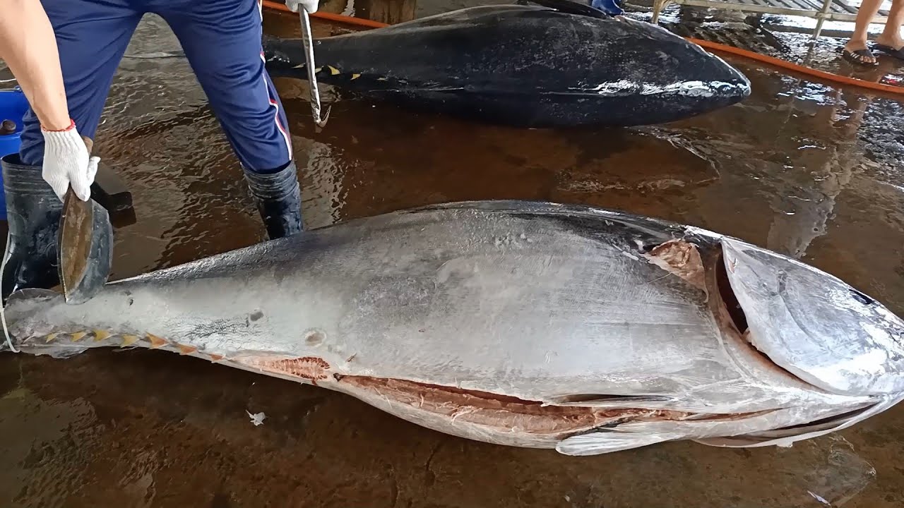 Bluefin Tuna Knife worth 10,000, Cutting Bluefin tuna like as Cutting
