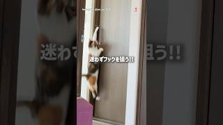 頭脳派！鍵開け猫