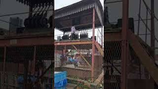 Pulling Semaphore Signal Mechanical Arm #railway #shorts