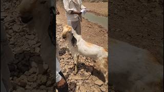 Goat Farming | Deshi Ilaj | Nutrition | Loan Subsidy | Sheep Goat Market India 🇮🇳📈 Daily Hindi news