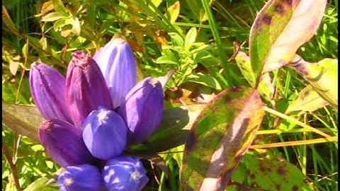 Bumblebees Foraging on Bottle Gentian