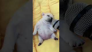 Dậy Đi Ông Cháu Ơi - Subin Minh Đăng