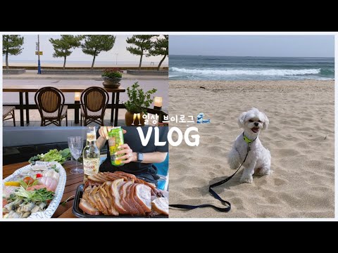 방학한 대학생 일상 브이로그 | 댕댕이와 힐링여행 🐶  | 동해 바다, 불꽃놀이, 조개구이