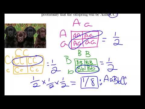 Using Rule of Multiplication and Addition for Punnett Squares