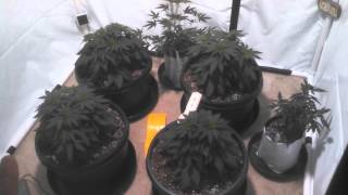 Locomotion plants update, new homes!