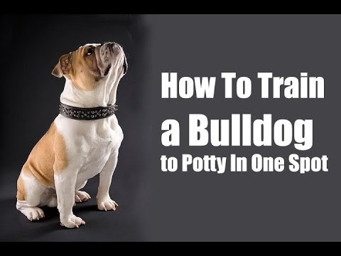 How to Train Bulldog : How to Potty Train French Bulldog ...