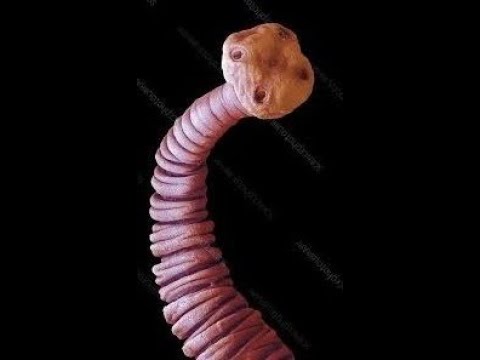 شعبة الديدان المسطحة/  Platyhelminths صنف الشريطيات Cestoda