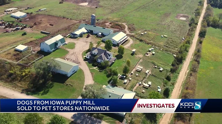 KCCI Investigates: Where puppy mill breeder sold d...