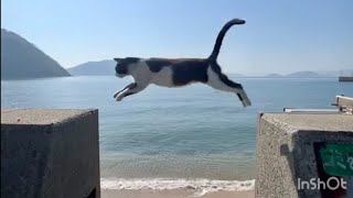 飛び猫【佐栁島】🏝️ 1時間ドキュメンタリー🎥みんな見てね〜