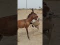 Fitting Shortsfeed Pets Donkey Fitting Shortsfeed Pets Donkey