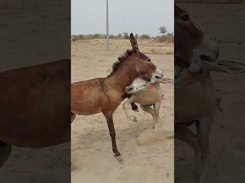 Fitting Shortsfeed Pets Donkey 