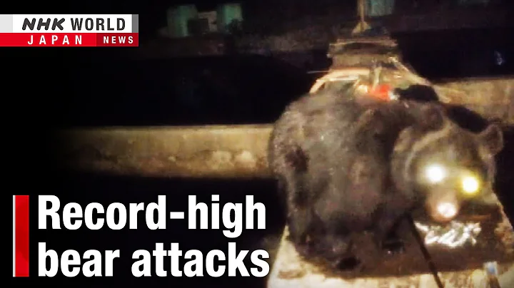 日本でクマの襲撃が過去最多に ー NHK WORLD-JAPAN NEWS
