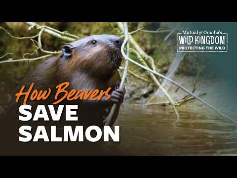 Eager Beavers | S1 E7 | Protecting the Wild