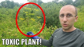 HUGE Wild Parsnip Plant - And How to Kill It